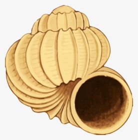 Sea Shell - Clip Art, HD Png Download, Free Download