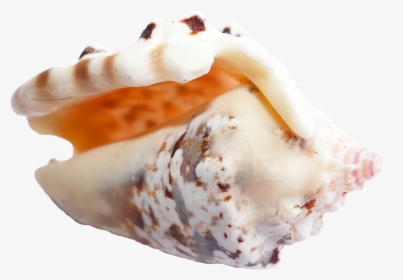 Sea Shell Png Image - Portable Network Graphics, Transparent Png, Free Download