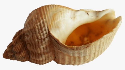 Seashell Transparent Background Png - Shell From The Ocean, Png Download, Free Download