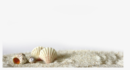 Beach Of La Concha Seashell Light Shell, HD Png Download, Free Download