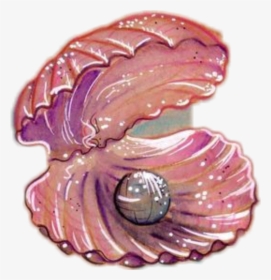 Shell Sea Pearl Seashell Ocean Pink - Shell, HD Png Download, Free Download