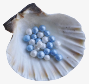 Blue Seashell Png, Transparent Png, Free Download