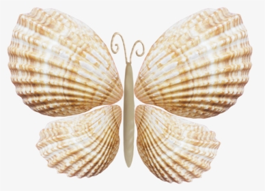Бабочки Из Ракушек Своими Руками, HD Png Download, Free Download
