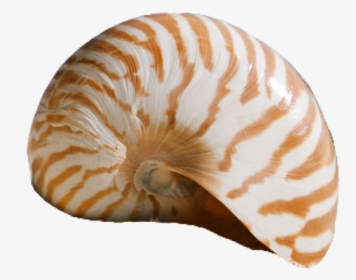 #seashell #shell #pngs #png #lovely Pngs #usewithcredit - Seashell Quotes, Transparent Png, Free Download