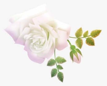 Garden Roses, HD Png Download, Free Download