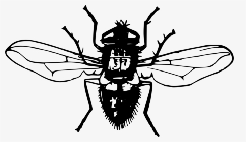 Cartoon Fly Png, Transparent Png, Free Download