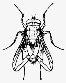 Line Art,monochrome Photography,tree - Blow Fly Clip Art, HD Png Download, Free Download