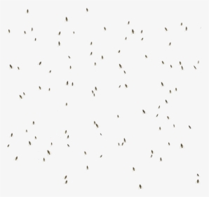 Thumb Image - Flock, HD Png Download, Free Download