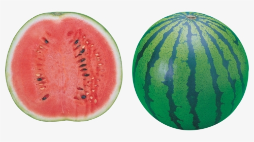 Watermelon - Watermelon Png No Background, Transparent Png, Free Download