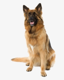 Large Sitting Dog Png Image - Dog Png Hd, Transparent Png, Free Download