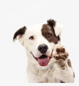 Happy Dog Transparent Background, HD Png Download, Free Download