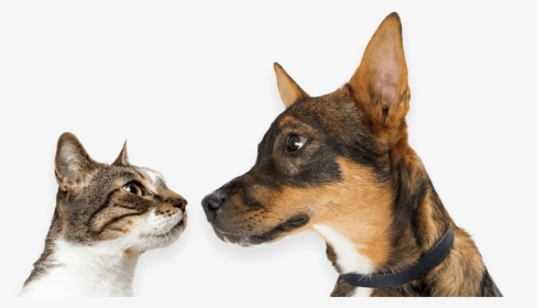 Teddy Roosevelt Terrier, HD Png Download, Free Download