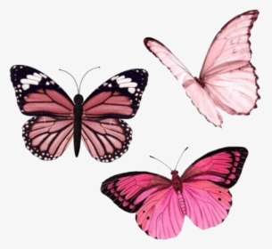 Butterfly Png, Transparent Png, Free Download