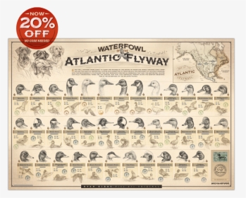 Ryan Kirby Waterfowl Atlantic Flyway Poster Duck Identification, HD Png Download, Free Download
