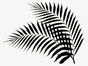 Drawn Palm Tree Palm Fronds - Palm Leaf Silhouette Png, Transparent Png, Free Download