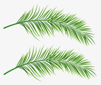 Free Png Palm Leaves Transparent Png Images Transparent - Palm Tree Leaves Png, Png Download, Free Download