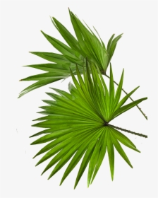 Saw Palmetto, HD Png Download, Free Download