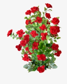 Rose Bushes Clipart, HD Png Download, Free Download