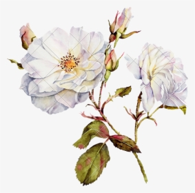 Drawing Rose Watercolor - Champion Hotel City Singapore, HD Png Download, Free Download