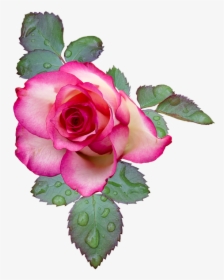 Transparent White Rose Bush Png - Flores Rosas De Color Rosa, Png Download, Free Download
