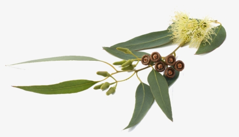 Eucalyptus Globulus Png, Transparent Png, Free Download