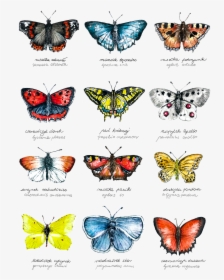 Transparent Watercolor Butterfly Png - Lycaena, Png Download, Free Download