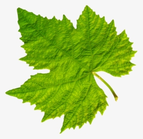 Download Grape Vine Leaf Png Images Background - Clip Art Grape Leaves, Transparent Png, Free Download