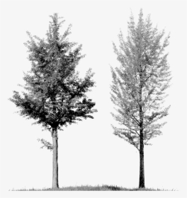 Arbolito 3 Cop - Tree Front View Png, Transparent Png, Free Download