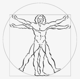 Vitruvian Man White Background, HD Png Download, Free Download