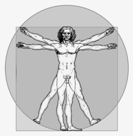 Da Vinci Vitruvian Man Png, Transparent Png, Free Download