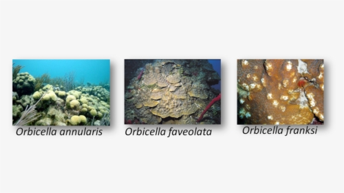 Coral Reef Png, Transparent Png, Free Download