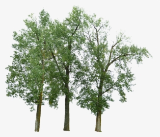 #freetoedit #trees #árboles #nature #naturelovers #green - River Birch Png, Transparent Png, Free Download