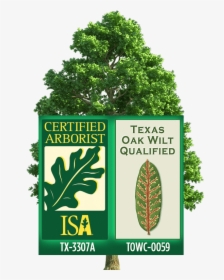 Certified Arborist Logo - Certified Arborist, HD Png Download, Free Download