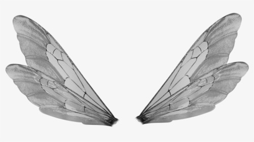 Insect Wings Transparent Background, HD Png Download, Free Download