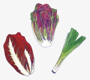 Veggies - Radicchio, HD Png Download, Free Download