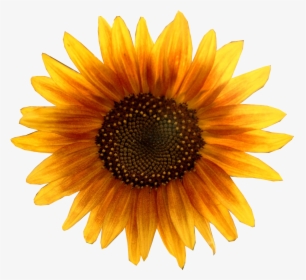Gardening Clipart Tall Sunflower - Sunflower Head Png, Transparent Png, Free Download