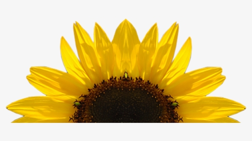 Sunflower Free Clipart Half Pencil And In Color Transparent - Transparent Sunflower, HD Png Download, Free Download