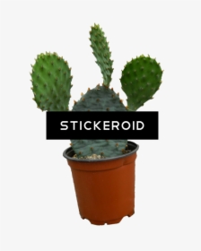 Cactus Plant Clipart , Png Download - Cactus Plant Transparent, Png Download, Free Download