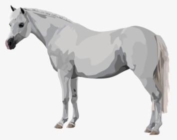 Mustang Horse , Png Download - Stallion, Transparent Png, Free Download