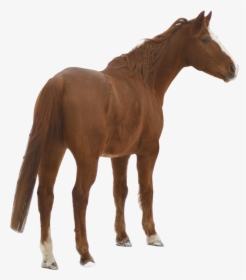 Domestic Animals Images Hd Png, Transparent Png, Free Download