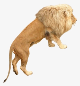 Lion, HD Png Download, Free Download