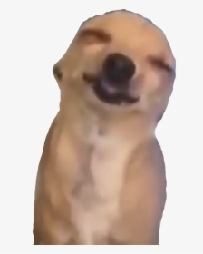 #happydog #happy #meme #memedog #dog #stupidface - Companion Dog, HD Png Download, Free Download