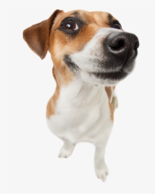 Funny Dogs Transparent Png, Png Download, Free Download