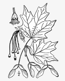 Sugar Maple Tree Drawing, HD Png Download, Free Download
