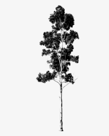 Eucalyptus Tree Drawing Png - Gum Tree Silhouette, Transparent Png, Free Download