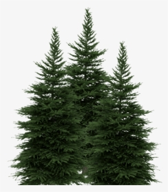 Drawing 2 Pine Trees, HD Png Download, Free Download