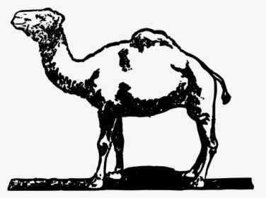 Free Hand Drawing Of A Camel - Unta Hitam Putih Png, Transparent Png, Free Download