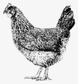 Rooster, HD Png Download, Free Download
