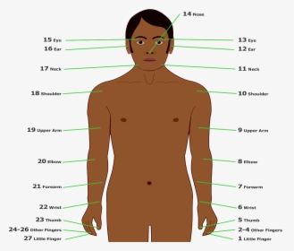 Body-part Tally Of Sibil Valley People - Part Of Body In Dutch, HD Png Download, Free Download