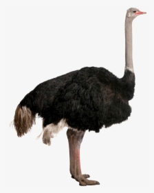 Bigger Emu Or Ostrich, HD Png Download, Free Download